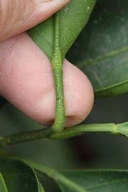              Petiole (Riverside, CA)       