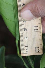              Unifoliolate leaf (Riverside, CA)       
