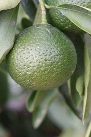            Immature fruit (Riverside, CA)   