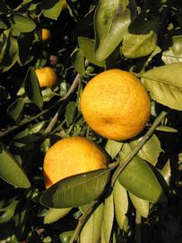              Fruit (Winter Haven, FL)       