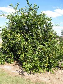              Habit (Winter Haven, FL)       