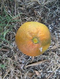              Fruit (Winter Haven, FL)       
