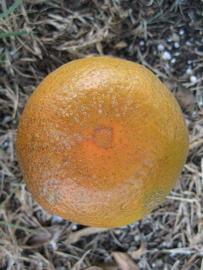              Fruit (Winter Haven, FL)       