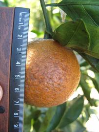              Fruit (Winter Haven, FL)       