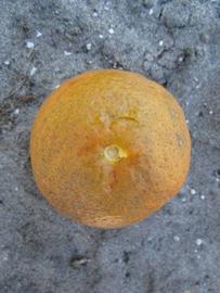              Fruit (Winter Haven, FL)       