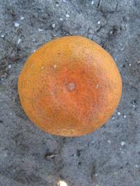              Fruit (Winter Haven, FL)       