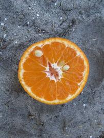              Fruit cross-section of  Citrus unshiu       (Dobashi Beni, Winter Haven, FL)       