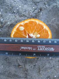              Fruit cross-section (Winter Haven, FL)       