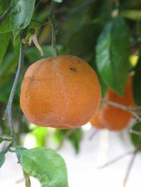            Fruit (Riverside, CA)   