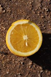              Fruit cross-section (Riverside, CA)       