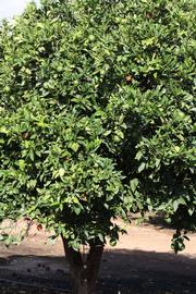            Habit (Riverside, CA)   