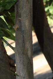            Bark (Riverside, CA)   