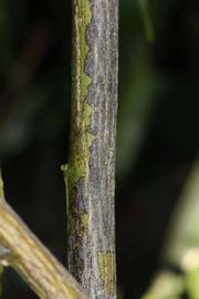              Second - third year twig (Riverside, CA)       