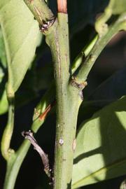            First year twig (Riverside, CA)   