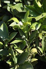              Sun leaves (Riverside, CA)       