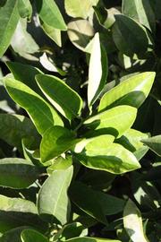              Sun leaves (Riverside, CA)       