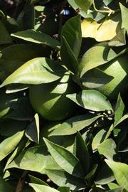              Sun leaves (Riverside, CA)       