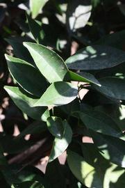              Sun leaves (Riverside, CA)       