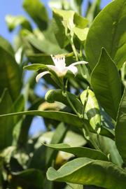              Flower (Riverside, CA)       