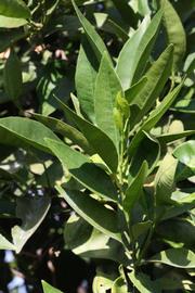              Sun leaves (Riverside, CA)       