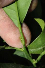              Petiole (Riverside, CA)       