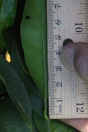              Unifoliolate leaf (Riverside, CA)       