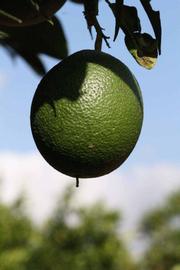            Immature fruit (Riverside, CA)   