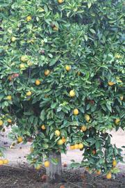              Habit (Riverside, CA)       