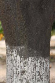              Bark (Riverside, CA)       