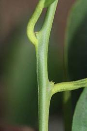              First year twig (Riverside, CA)       