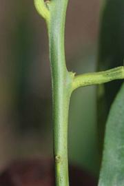              First year twig (Riverside, CA)       