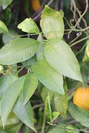            Shade leaves (Riverside, CA)   