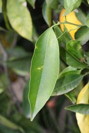              Unifoliolate leaf (Riverside, CA)       