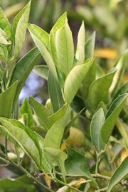            Sun leaves (Riverside, CA)   