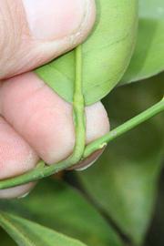              Petiole (Riverside, CA)       