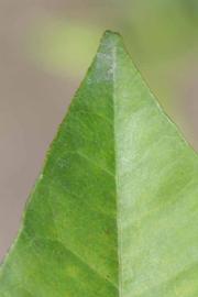              Margin (Riverside, CA)       