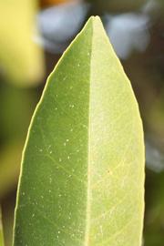              Margin (Riverside, CA)       