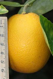              Fruit (Riverside, CA)       