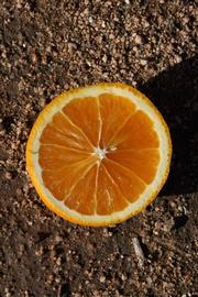              Fruit cross-section (Riverside, CA)       