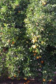            Habit (Riverside, CA)   