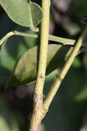              First year twig (Riverside, CA)       