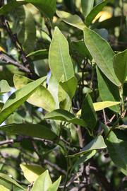            Sun leaves (Riverside, CA)   