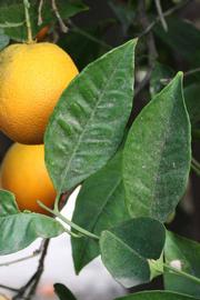              Unifoliolate leaf (Riverside, CA)       