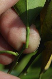              Petiole (Riverside, CA)       