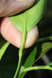              Petiole (Riverside, CA)       