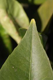              Margin (Riverside, CA)       