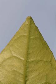              Margin (Riverside, CA)       