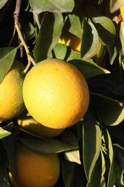              Fruit (Riverside, CA)       