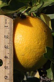              Fruit (Riverside, CA)       