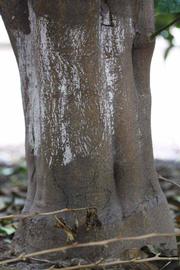                 Bark (Doctor Strong, Riverside, CA)       